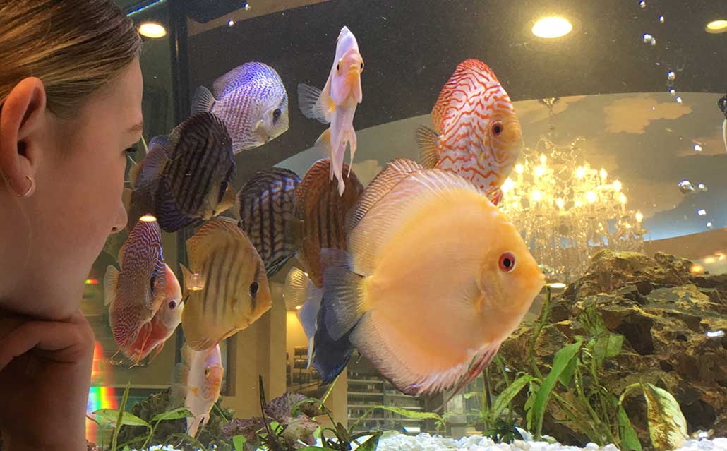 The Dark Side of Chain Pet Stores